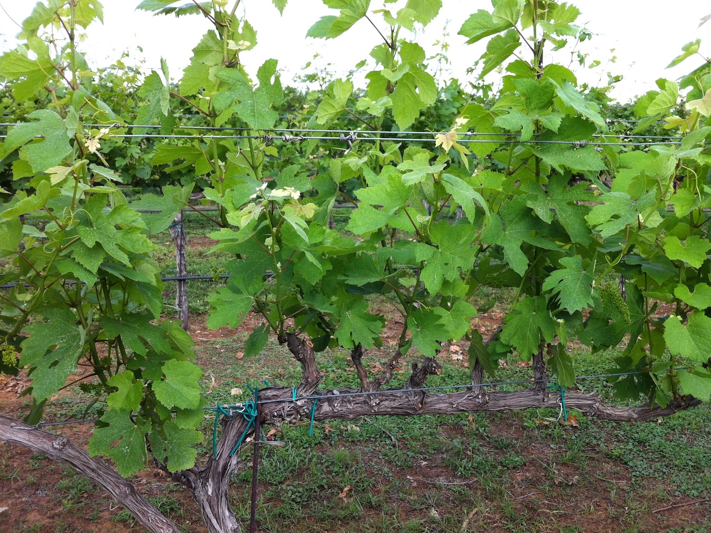 Majek Vineyard grape trees.