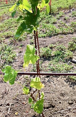 A grapevine with grow tube. 