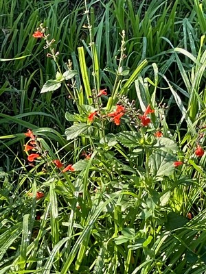 Grass with red flower.