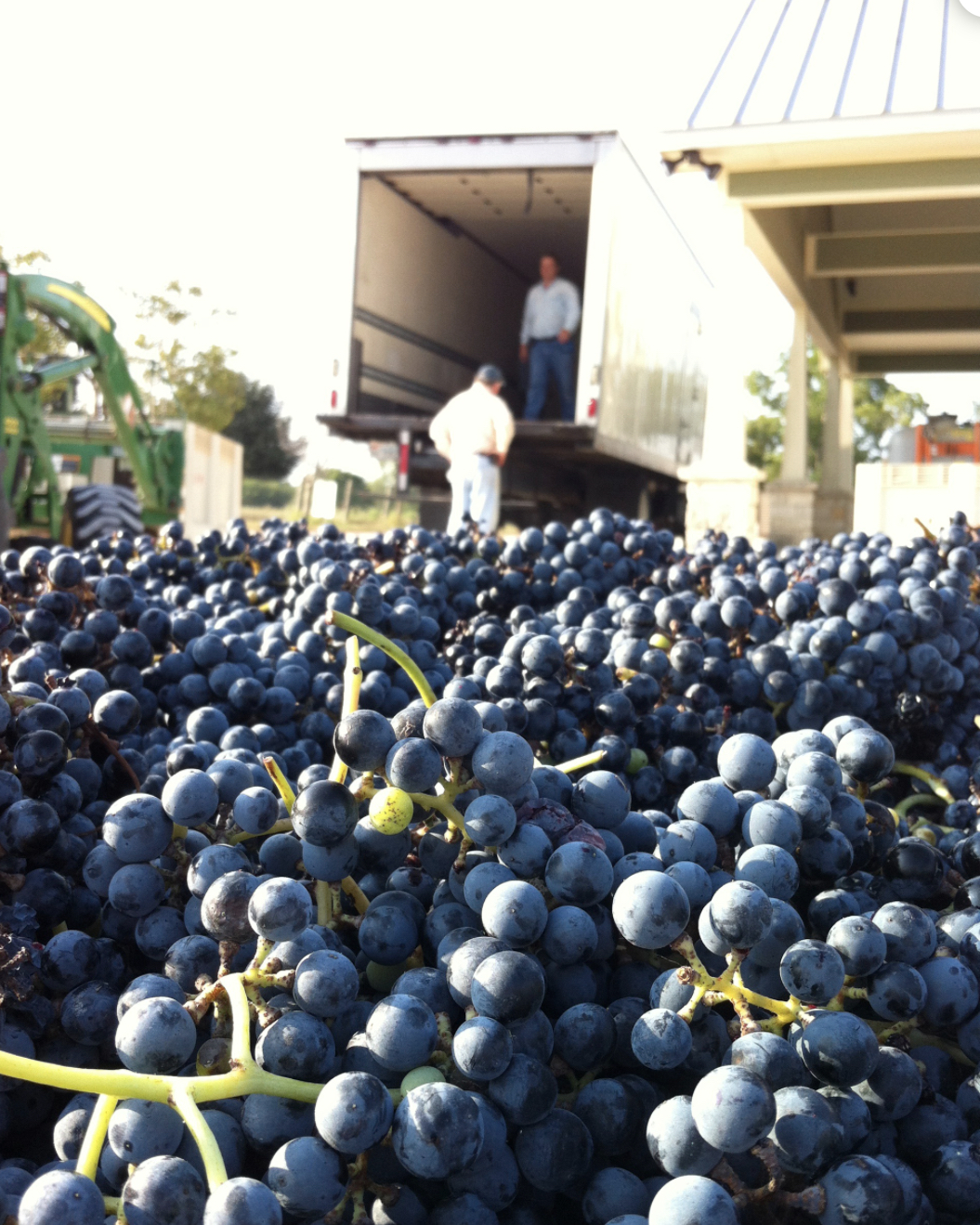 A bunch of grapes and two men in the background are about to load the grapes into the truck.