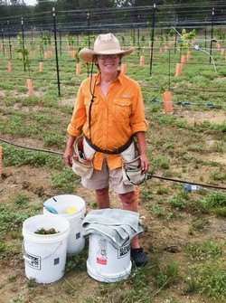 A woman is standing in a grape vineyard with three white buckets next to her.