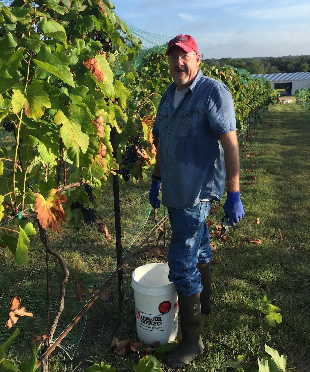 CFO Randy Majek is standing beside grape vines with a white bucket on the ground.