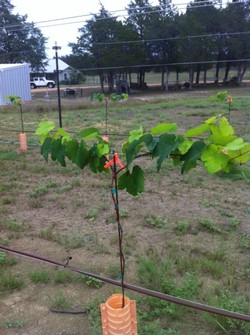A grape vine with few leaves with grow tube.