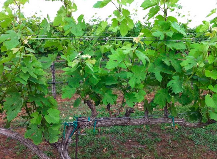 A healthy grape vines.