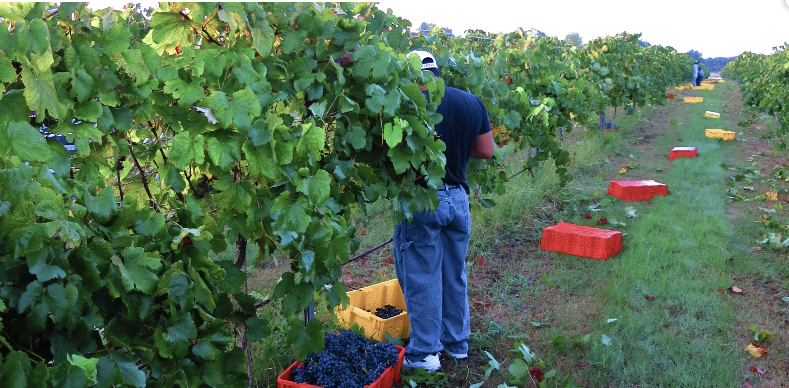 A man is harvesting grapes.