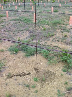 Dead vine