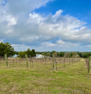 Majek winery Vineyard
