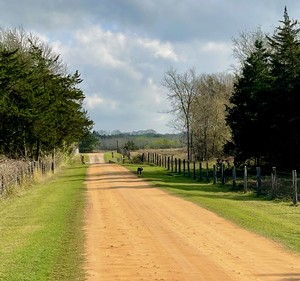Dirt road with trees on the side at Majek Vineyard