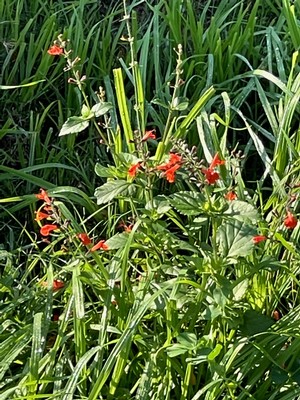 Flowers at Majek Vineyard