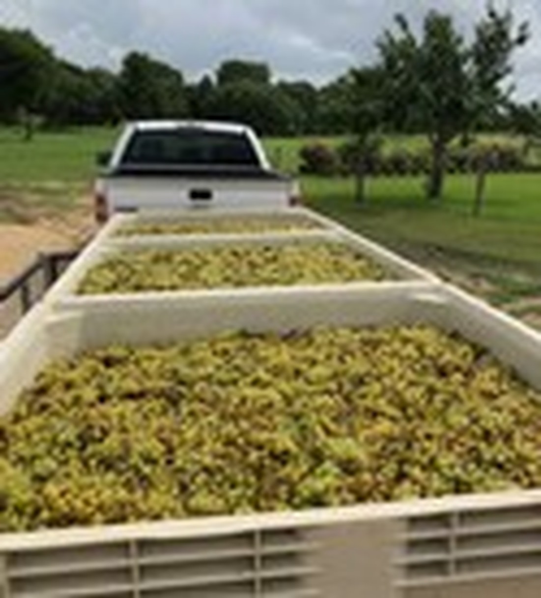 Majek Vineyard Grapes in a trailer