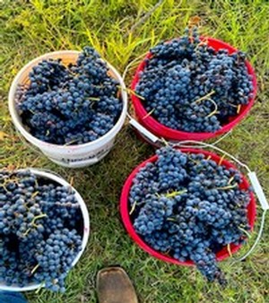 Buckets of Majek Vineyard