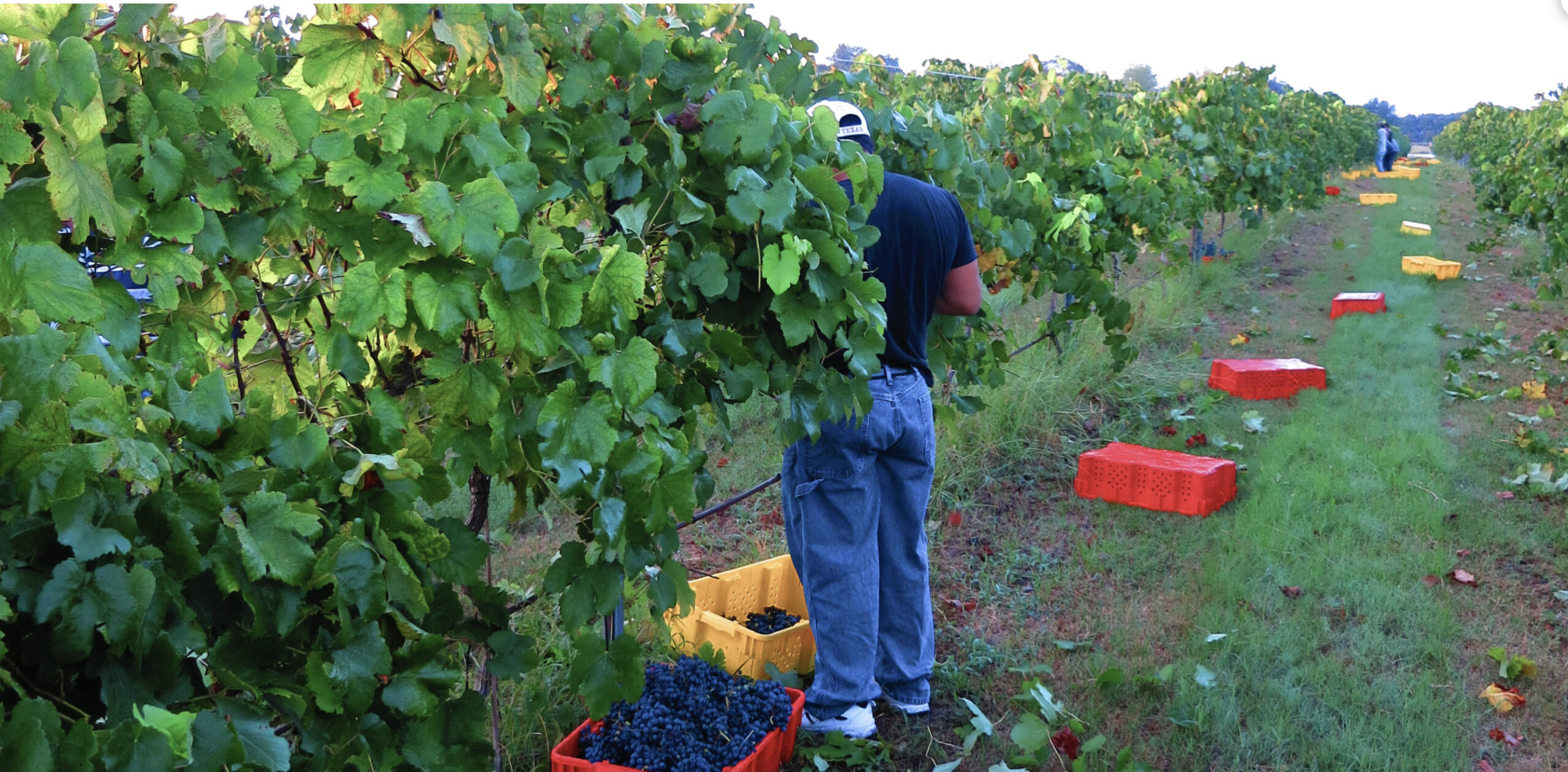 Harvesting Grapes at Grohman
