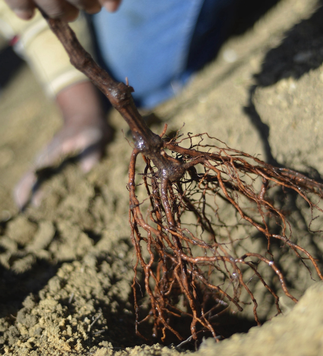 Majek Winery Vineyard roots